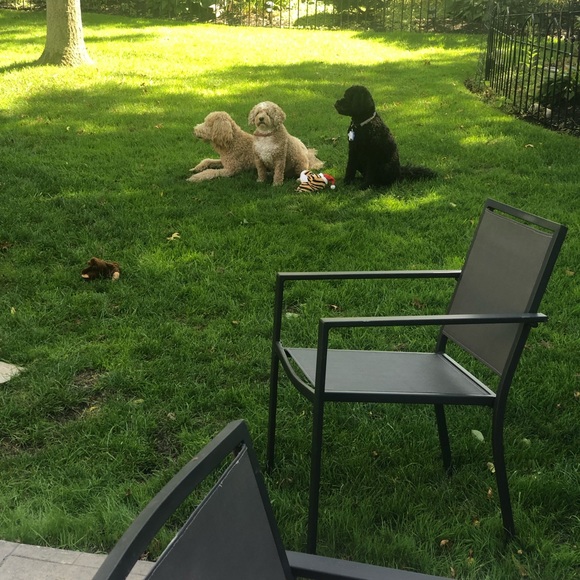 My babies - Picture 4 of 5